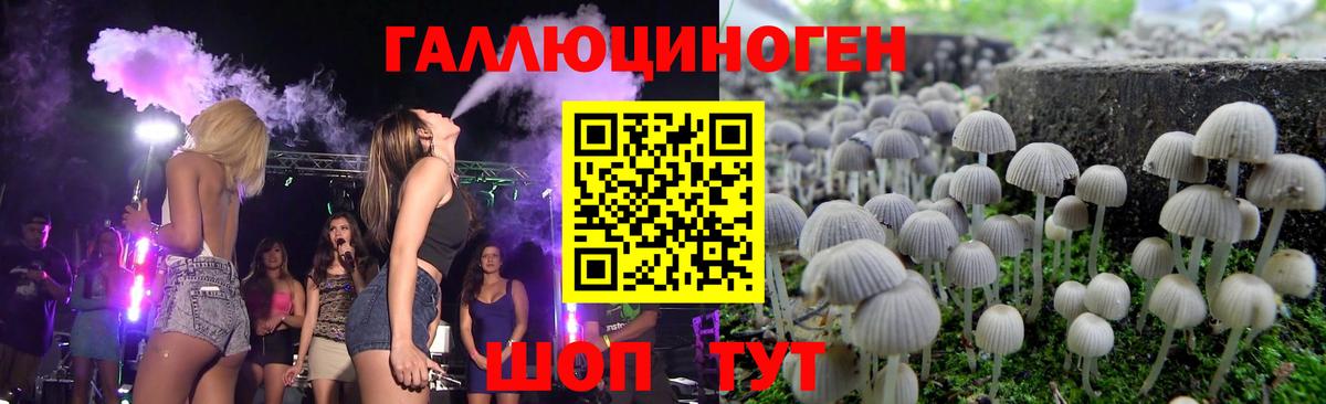 Псилоцибиновые грибы Psilocybe Вологда